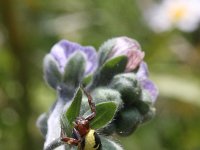 Synaema globosum 2, Saxifraga-Rutger Barendse