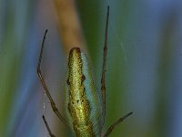 Tetragnatha extensa, Long-jawed Spider