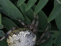 Araneus marmoreus 2, Marmerspin, Saxifraga-Rutger Barendse