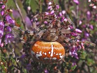 Araneus quadratus #01.2 : Araneus quadratus, four spot orb weaver, viervlekwielwebspin