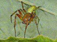 Araniella cucurbitina 02 #43852 : Araniella cucurbitina, Cucumber green spider, Gewone komkommerspin