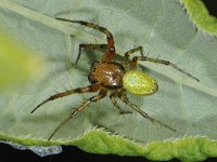 Araniella cucurbitina 02 #43821 : Araniella cucurbitina, Cucumber green spider, Gewone komkommerspin