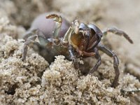 Atypus affinis 2, Gewone mijnspin, Saxifraga-Tom Heijnen