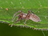 Clubiona sp 3, Saxifraga-Ab H Baas