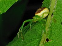 Diaea dorsata 3, Groene krabspin, Saxifraga-Ab H Baas