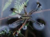 Dolomedes fimbriatus 2, Gerande oeverspin, Saxifraga-Robert Ketelaar