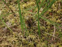 Dolomedes fimbriatus 5, Gerande oeverspin, Saxifraga-Hans Boll