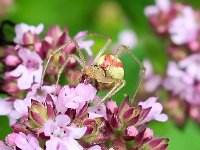 Enoplognatha ovata 12, Gewone tandkaak,  Saxifraga-Bart Vastenhouw