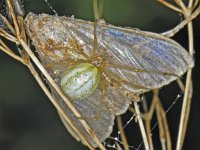 Enoplognatha ovata #08752 : Enoplognatha ovata, Gewone tandkaak with prey