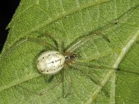 Enoplognatha ovata #44877 : Enoplognatha ovata, Candy stripe Spider, Gewone tandkaak