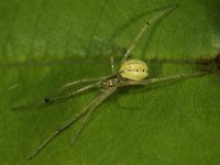 Enoplognatha ovata #44255 : Enoplognatha ovata, Candy stripe Spider, Gewone tandkaak