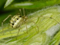 Enoplognatha ovata 7, Gewone tandkaak, Saxifraga-Ab H Baas