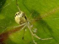 Enoplognatha ovata-latimana 11, Gewone Tandkaak, Saxifraga-Ab H Baas