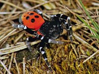 Eresus sandaliatus 102_31 : Eresus sandaliatus, Lentevuurspin, Ladybird spider, Denk er om te vermelden de Copyright Notice Vlinderstichting/Ab H. Baas