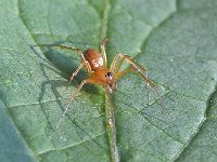 Linyphia hortensis 2, Tuinhangmatspin, Saxifraga-Ab H Baas