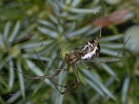 Linyphia triangularis #04116 : Linyphia triangularis, Herfsthangmatspin