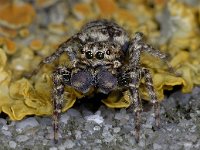 Marpissa muscosa #04351 : Marpissa muscosa, Schorsmarpissa, male