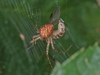 Metellina segmentata