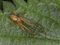 Metellina mengei #11899 : Metellina mengei, Zomerwielwebspin