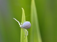 Misumena vatia 12, Gewone kameleonspin, Saxifraga-Tom Heijnen