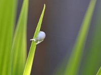 Misumena vatia 13, Gewone kameleonspin, Saxifraga-Tom Heijnen