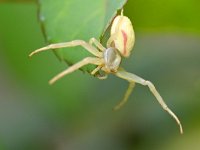 Misumena vatia 15, Gewone kameleonspin, Saxifraga-Tom Heijnen