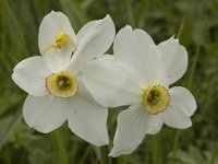 Misumena vatia 2, Gewone kameleonspin, Saxifraga-Marijke Verhagen