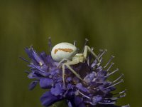 Misumena vatia 3, female, Gewone kameleonspin, Saxifraga-Marijke Verhagen