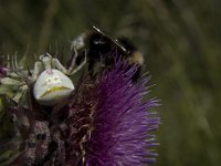 Misumena vatia 4, Gewone kameleonspin, Saxifraga-Marijke Verhagen