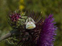 Misumena vatia 5, Gewone kameleonspin, Saxifraga-Marijke Verhagen