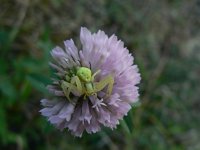 Misumena vatia 6, Gewone kameleonspin, Saxifraga-Jan Willem Jongepier