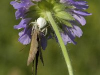 Misumena vatia 7, Gewone kameleonspin, Saxifraga-Marijke Verhagen