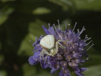 Misumena vatia 8, female, Gewone kameleonspin, Saxifraga-Marijke Verhagen