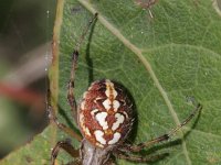 Neoscona adianta 3, Heidewielwebspin, Saxifraga-Rutger Barendse