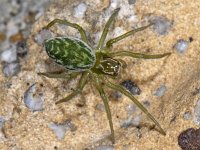 Nigma walckenaeri #05300 : Nigma walckenaeri, Groen Kaardertje, female