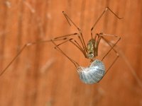 Pholcus phalangioides, Grote trilspin, Saxifraga-Tom Heijnen