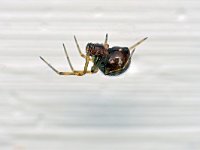 Steatoda triangulosa