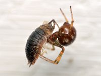 Steatoda triangulosa 3, Huissteatoda, Saxifraga-Tom Heijnen