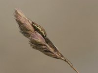 Tetragnatha extensa 2, Gewone strekspin, Saxifraga-Luc Hoogenstein