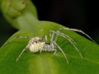 Theridion varians 01 #02988 : Theridion varians, Gewoon visgraatje