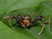 Xysticus cristatus 2, Gewone krabspin, male, Saxifraga-Ab H Baas