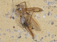 Zygiella x-notata 02 #14396 : Zygiella x-notata, Venstersectorspin with prey