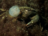 Ascidiella aspersa, Dirty Sea Squirt