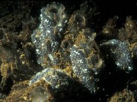 Botrylloides schlosseri, Star Tunicate