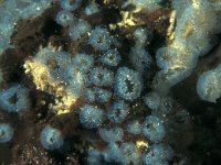 Diplosoma listerianum, Compound Sea Squirt