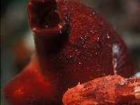 Halocynthia papillosa, Sea Potato
