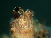 Styela clava, Leathery Sea Squirt