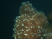 Botrylloides leachi, Leach's Sea Squirt