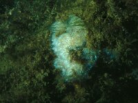 Botrylloides leachii 2, Tweekleurige slingerzakpijp, Saxifraga-Eric Gibcus