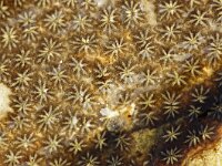 Botryllus schlosseri, Star Tunicate